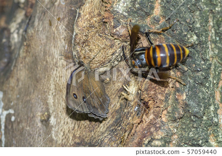 Janome蝴蝶 57059440