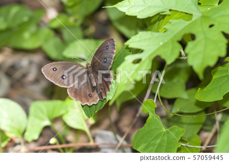 Janome蝴蝶 Janome蝴蝶 57059445