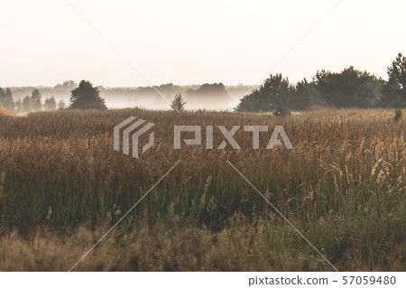 sunrise over a misty meadow in summer morning sunrise over a misty meadow in summer morning 57059480