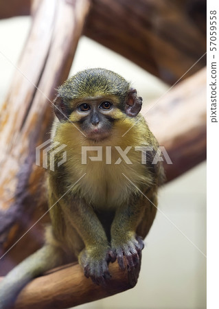 Gabon talapoin on a tree 57059558