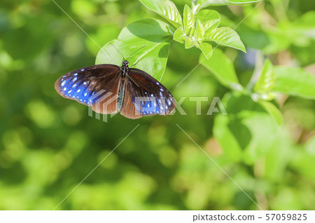 Tsumura Maki Madara Tsumura Maki Madara 57059825