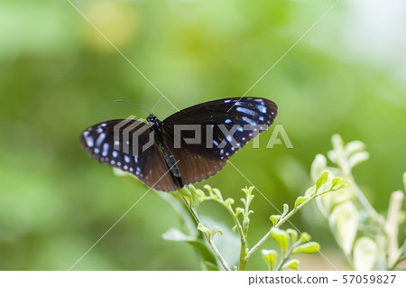 Tsumura Maki Madara 57059827