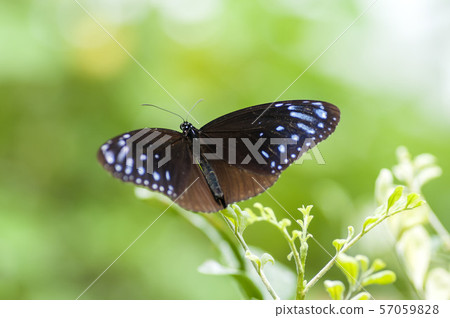 Tsumura Maki Madara 57059828