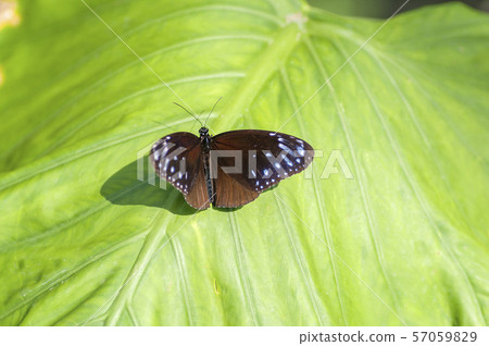 Tsumura Maki Madara Tsumura Maki Madara 57059829