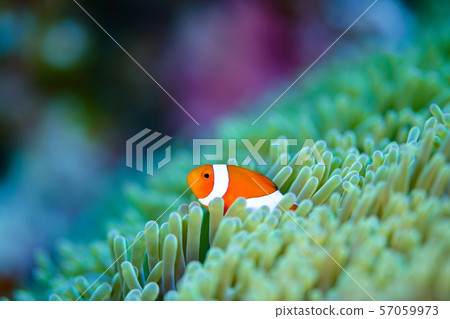 小丑anemonefish 小丑anemonefish 57059973