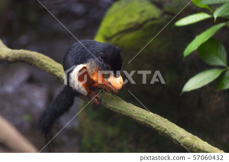 Tricolor asian prevost's squirrel sits on a stump 57060432