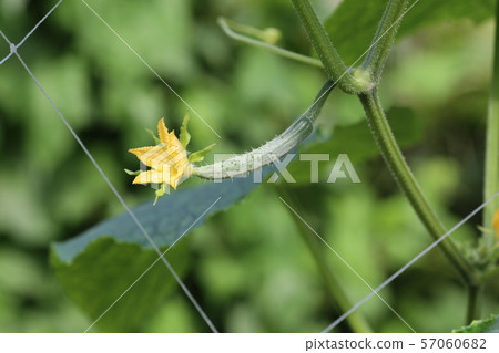 黃瓜花 57060682