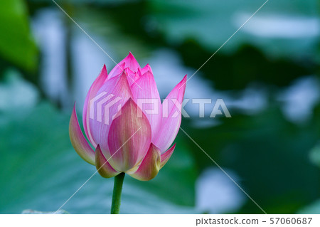 Lotus flower  57060687