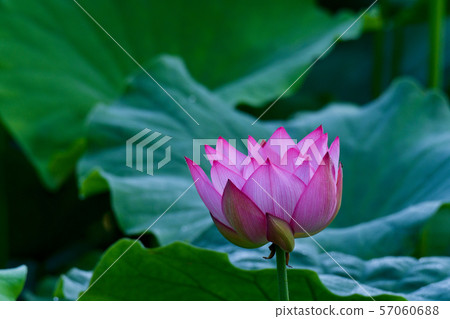 蓮花 57060688