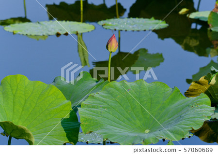 Lotus buds 57060689