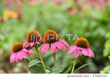 京都府植物園 57061037