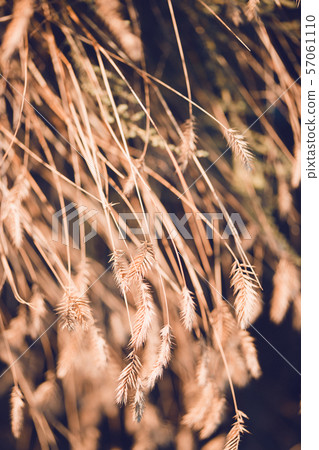 grass at the field 57061110