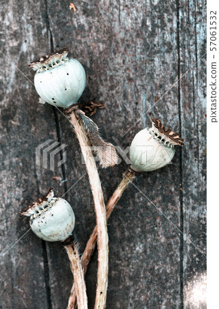 opium poppy seeds opium poppy seeds 57061532