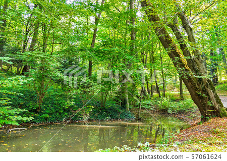 Lush green swamp and tropical forest scene. The 57061624