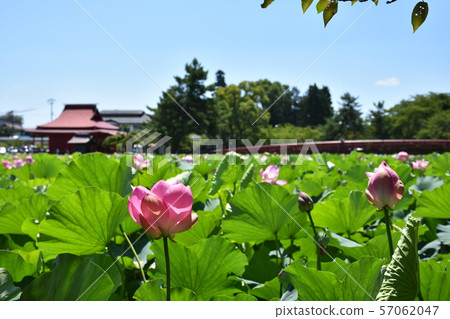 Sar牛神社的蓮花(青森縣平川市) Sar牛神社的蓮花(青森縣平川市) 57062047