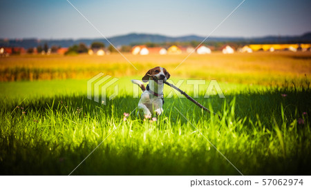 Dog having fun running towards camera with stick 57062974