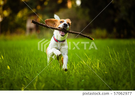 Beagle dog fun on meadow in summer outdoors run 57062977