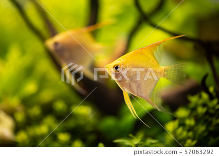 Gold Pterophyllum Scalare in aqarium water, yellow angelfish 57063292