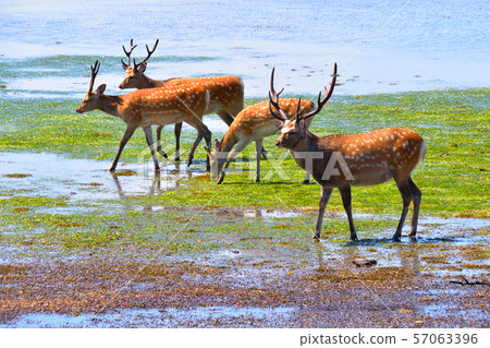 Ezo鹿野 Ezo鹿野 57063396