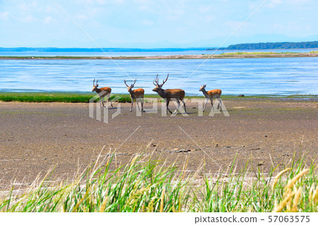 Ezo deer wild Ezo deer wild 57063575