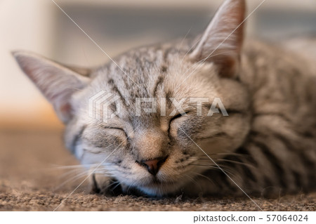 Stock Photo: sleeping cat 57064024