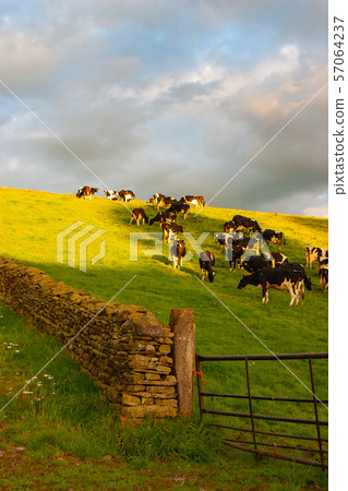 The typical landscape in Yorkshire Dales National The typical landscape in Yorkshire Dales National 57064237