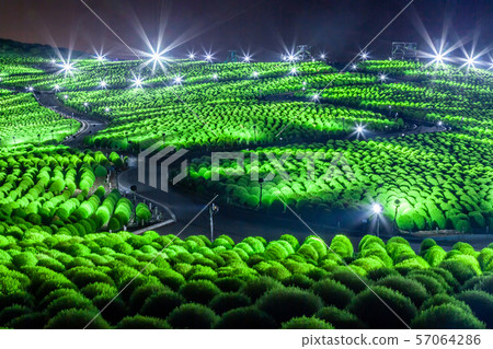 Hitachi Seaside Park Kokia Light Up 57064286