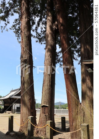 朝北的觀音和雪松樹 57064861