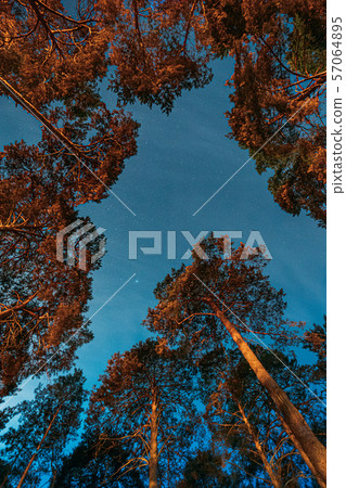 Crown Of Pine Trees Woods Under Night Starry Sky. Night Landscape With Natural Real Glowing Stars Crown Of Pine Trees Woods Under Night Starry Sky. Night Landscape With Natural Real Glowing Stars 57064895