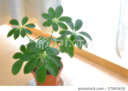 Foliage plant  57065658