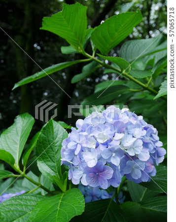淺藍色繡球花2 57065718