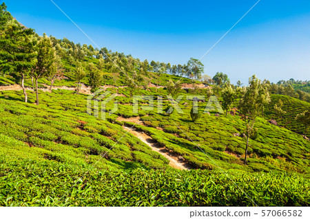 Tea plantation nature background landscape 57066582