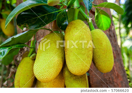 Jackfruit tree with ripe fruits 57066620