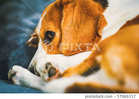 Dog lying on the sofa. Funny beagle pose. Canine background Dog lying on the sofa. Funny beagle pose. Canine background 57068157