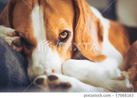 Dog lying on the sofa. Funny beagle pose. Canine background 57068163