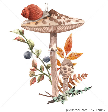 Watercolor forest mushroom composition 57069057