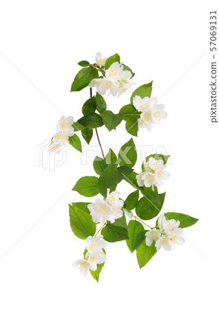 jasmine branch isolated 57069131