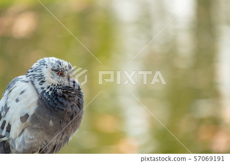 closeup of pigeon wrinkling its neck