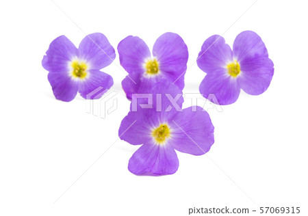 aubrieta isolated aubrieta isolated 57069315