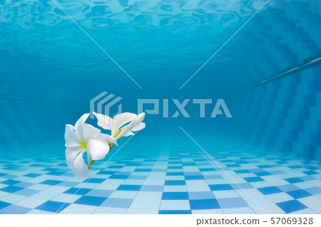 Tropical flower frangipani in swimming pool 57069328