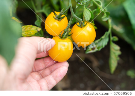 Harvest of cherry tomatoes (home garden) July rain 57069506