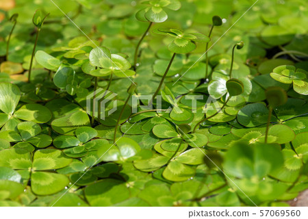 Water clover leaves 57069560