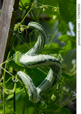 在樹的蛇莓果 57069808