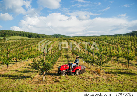 A mature farmer driving mini tractor outdoors in orchard. A mature farmer driving mini tractor outdoors in orchard. 57070792