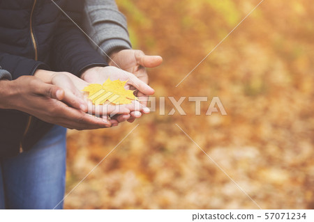 Woman and man's hands holding yellow maple leaf Woman and man's hands holding yellow maple leaf 57071234