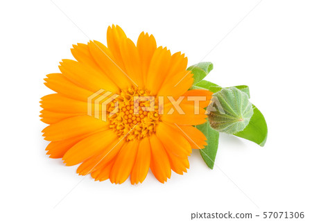 Calendula. Marigold flower isolated on white background Calendula. Marigold flower isolated on white background 57071306