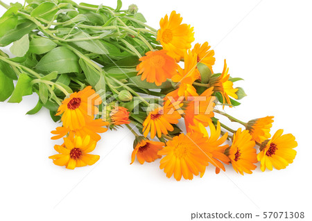 Bushes of orange Calendula flowers background . Isolated on white Bushes of orange Calendula flowers background . Isolated on white 57071308