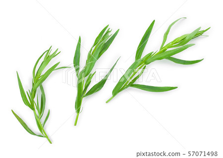 tarragon or estragon isolated on a white background. Artemisia dracunculus. Top view. Flat lay tarragon or estragon isolated on a white background. Artemisia dracunculus. Top view. Flat lay 57071498