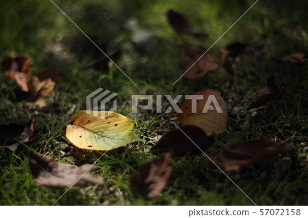 Fallen leaves  57072158