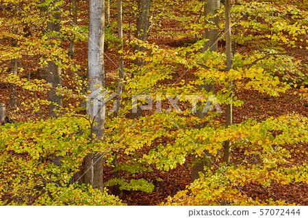 Autumn forest colors detail 57072444